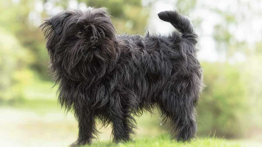 Affenpinscher cachorro