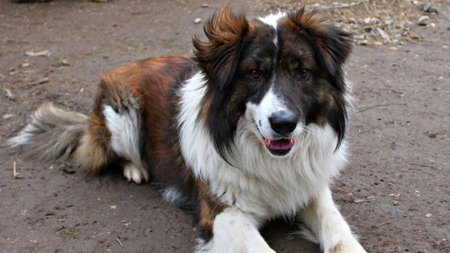 Perro de Montaña del Atlas cachorro