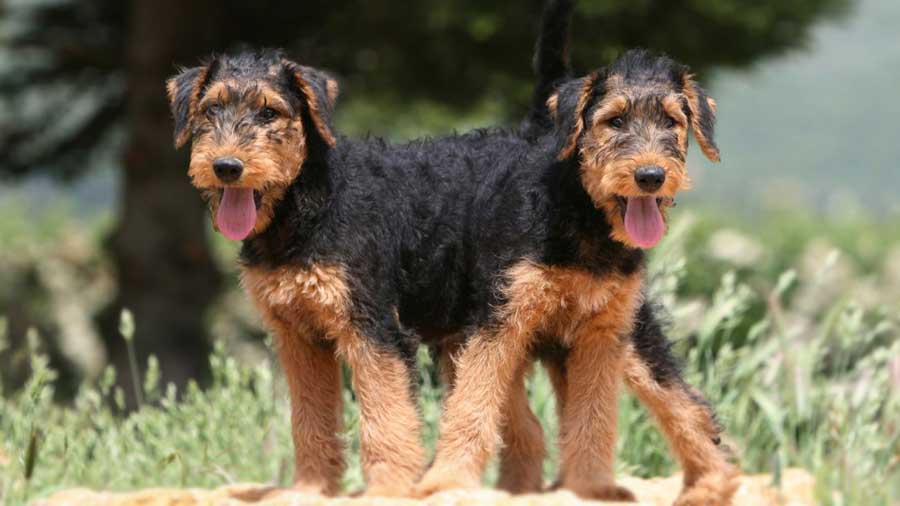 perro bebe Airedale Terrier