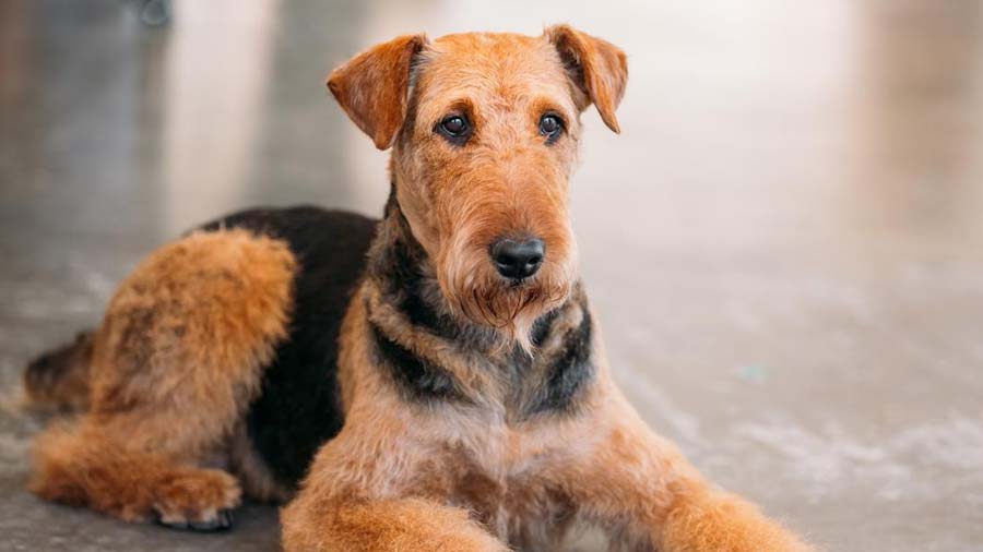 Airedale Terrier cachorro