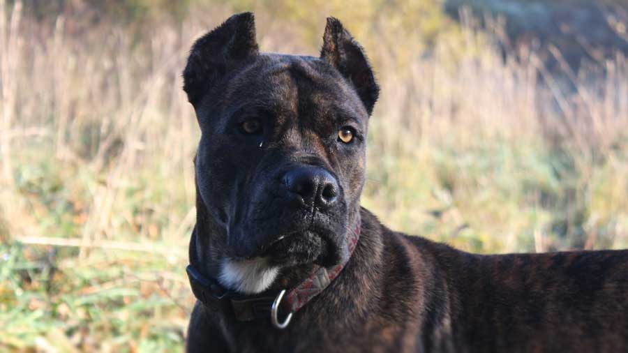 Alano Español cachorro