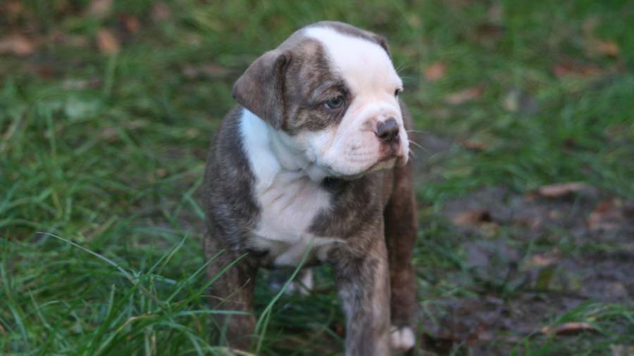 perro bebe Bulldog Alapaha de Sangre Azul