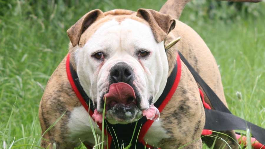 Bulldog Alapaha de Sangre Azul cachorro