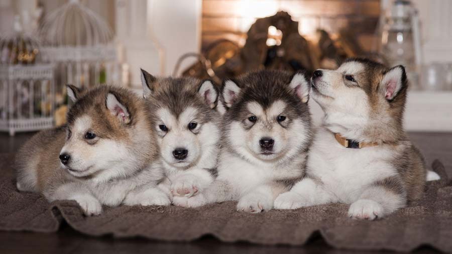 perro bebe Husky de Alaska