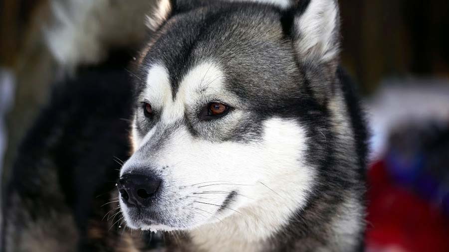 Husky de Alaska cachorro