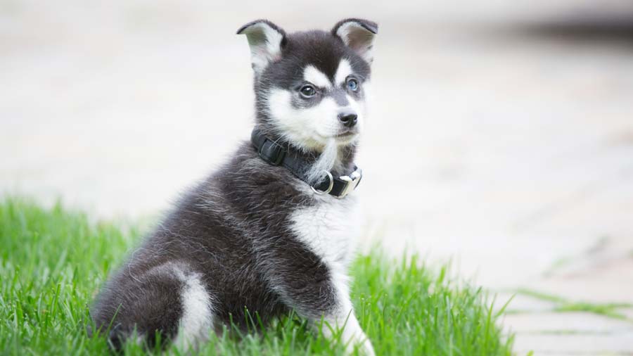 perro bebe Alaskan Klee Kai