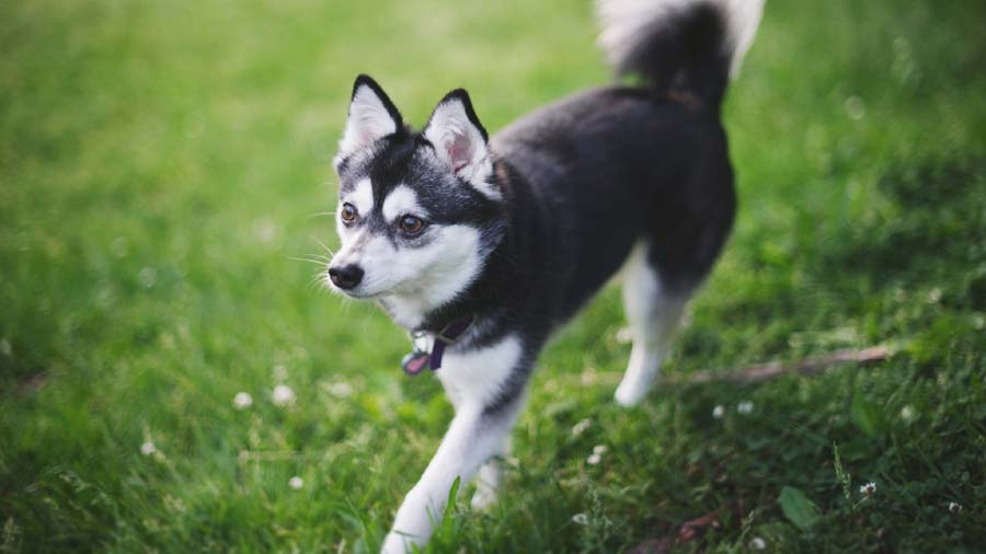 Alaskan Klee Kai cachorro