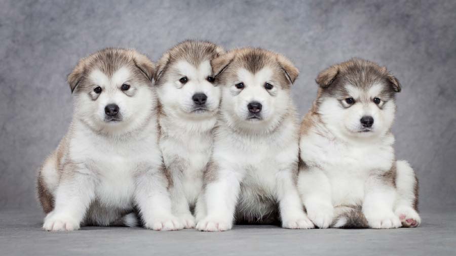 perro bebe Malamute de Alaska