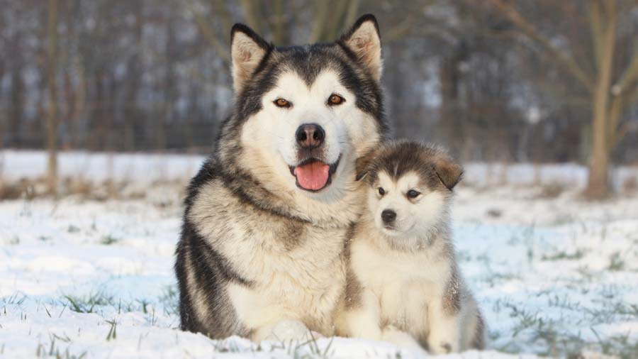 Malamute de Alaska cachorro