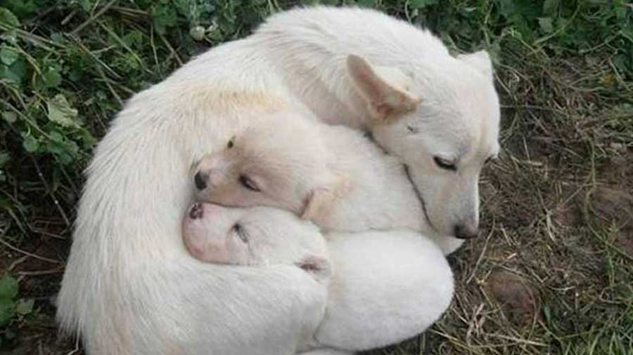 perro bebe Alopekis