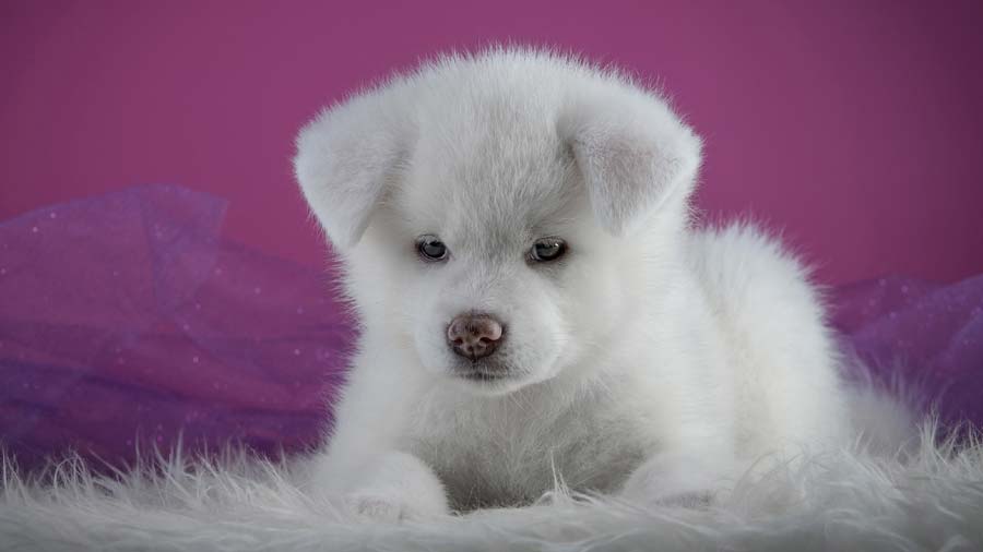 perro bebe Akita Inu