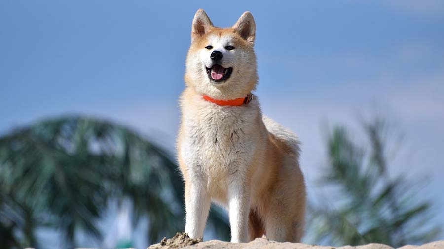 Akita cachorro