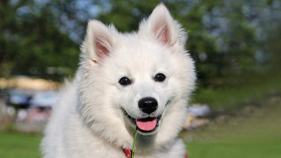 Esquimal Americano cachorro