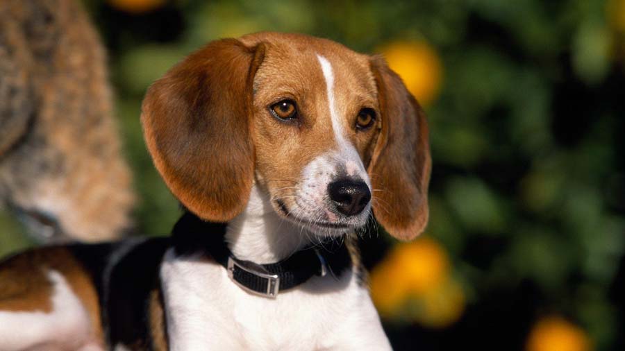 Foxhound Americano cachorro