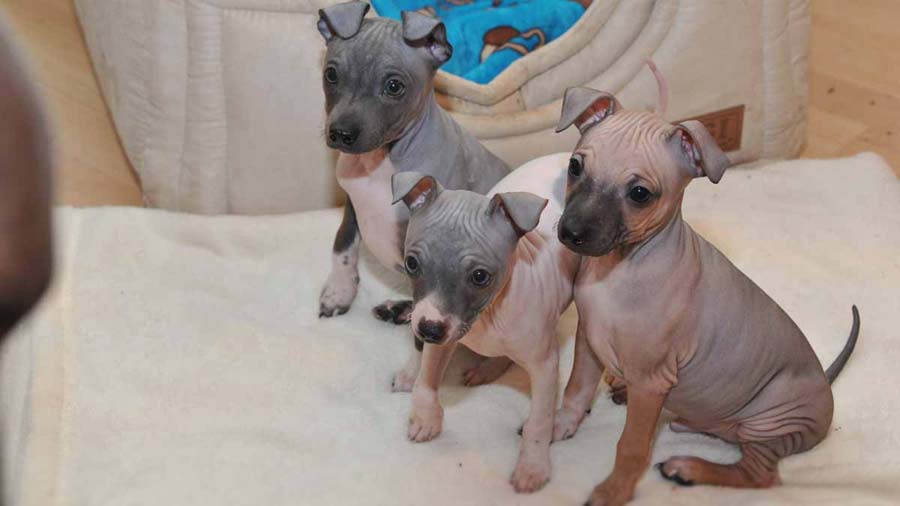 Terrier Americano Sin Pelo Bebe