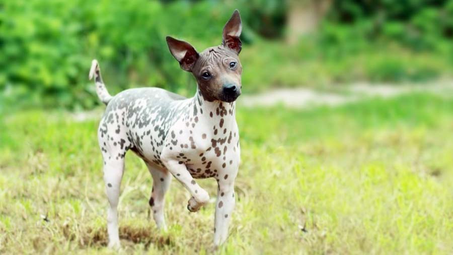 Terrier Americano Sin Pelo cachorro