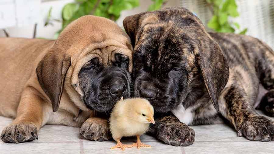 perro bebe Mastín Americano