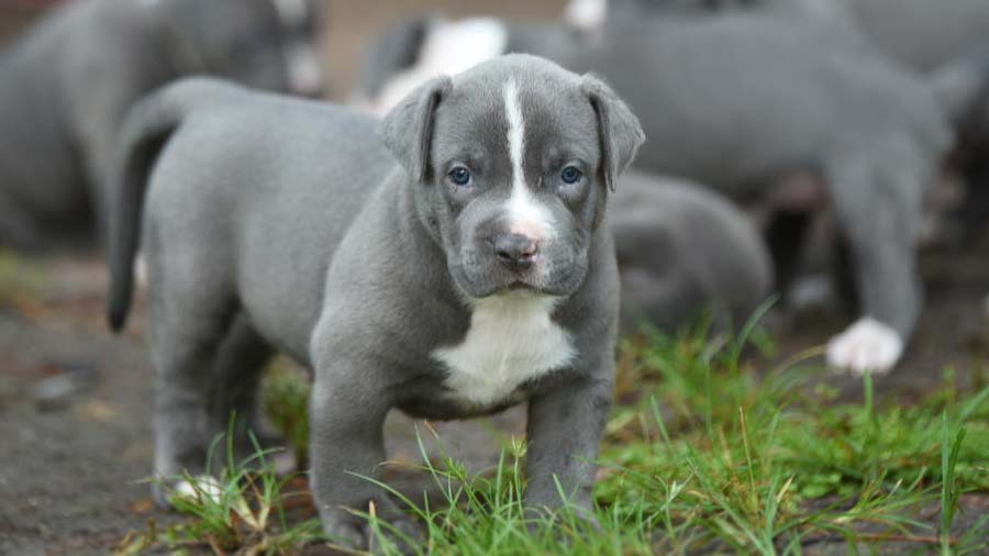 perro bebe Pitbull Blue