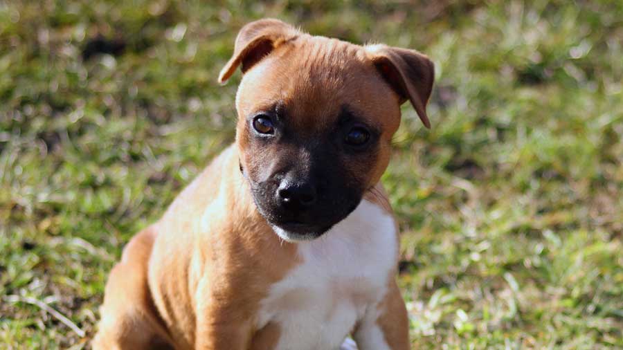 perro bebe Staffordshire Terrier Americano