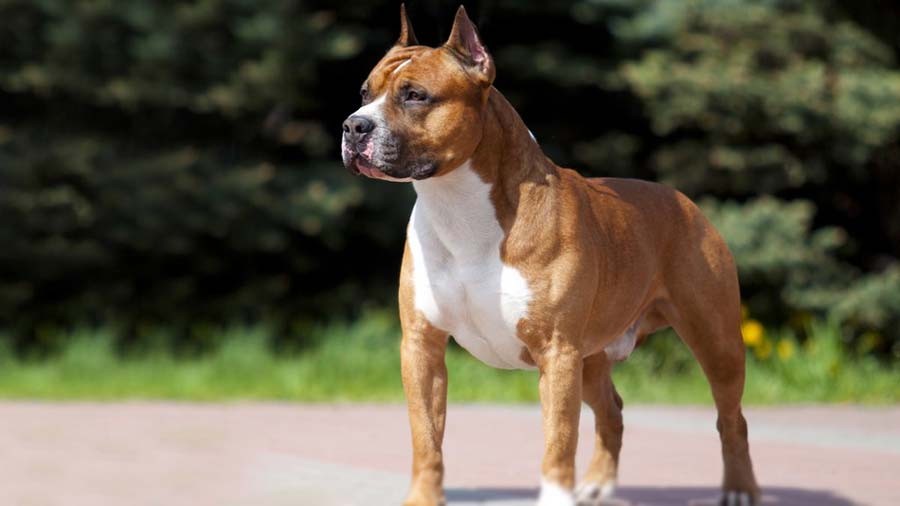 Staffordshire Terrier Americano cachorro