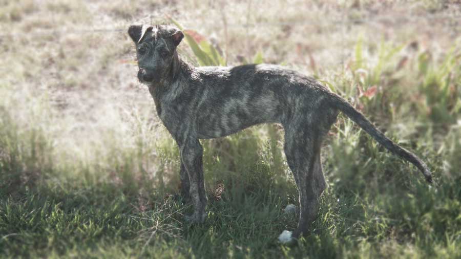 perro bebe Lebrel Americano