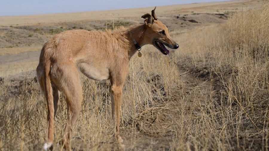 Lebrel Americano cachorro