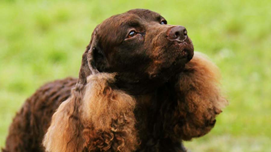 Perro de Agua Americano cachorro