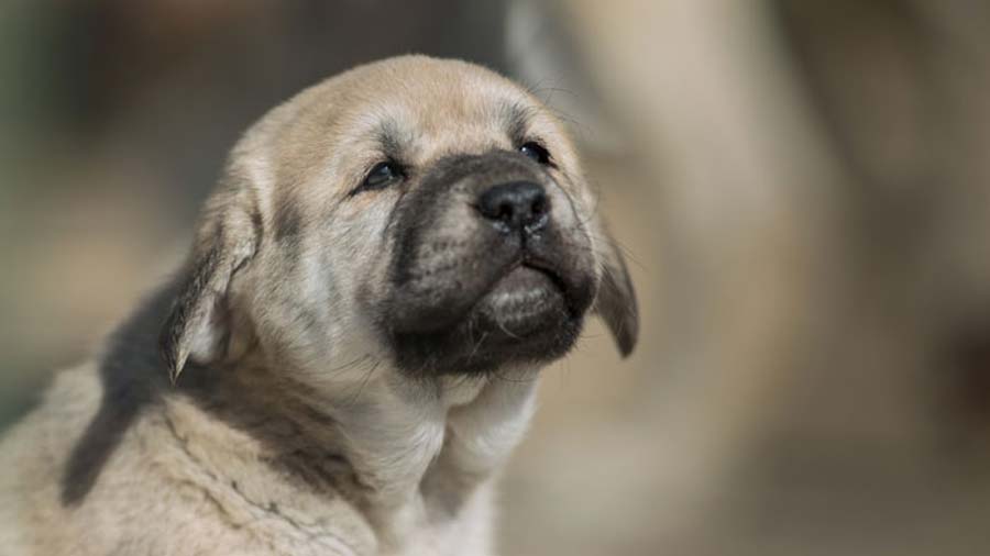 perro bebe Pastor de Anatolia