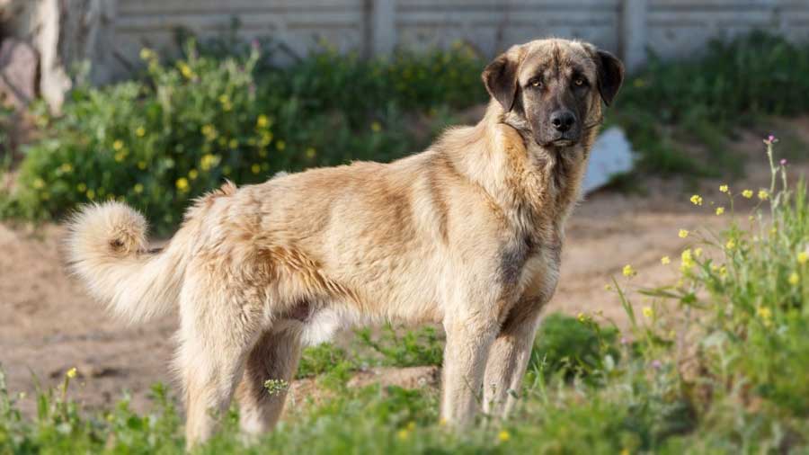 Pastor de Anatolia cachorro