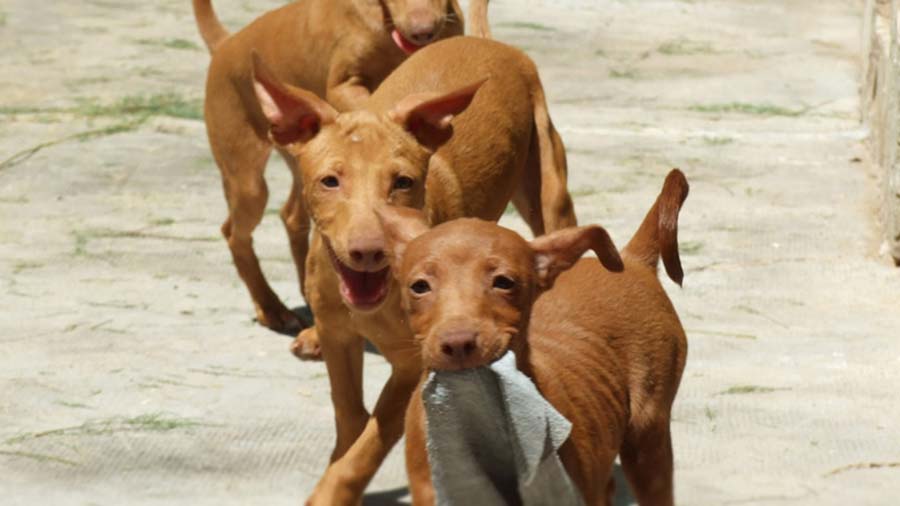 perro bebe Sabueso Andaluz