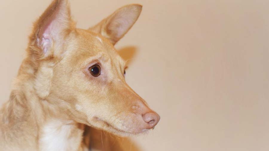 Sabueso Andaluz cachorro