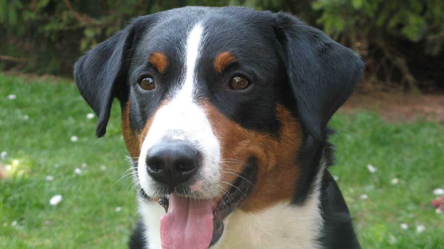 Appenzeller  cachorro