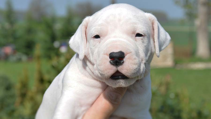 perro bebe Dogo Argentino