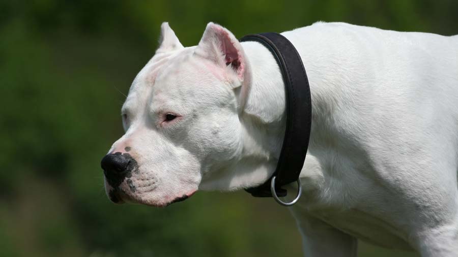 Dogo Argentino cachorro