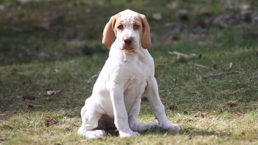 perro bebe Braco de Ariege