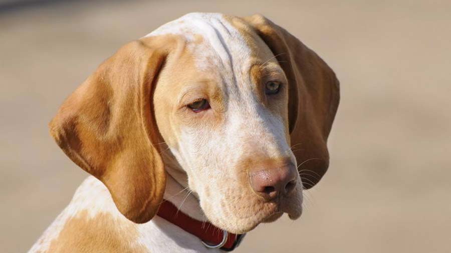 Braco de Ariege cachorro