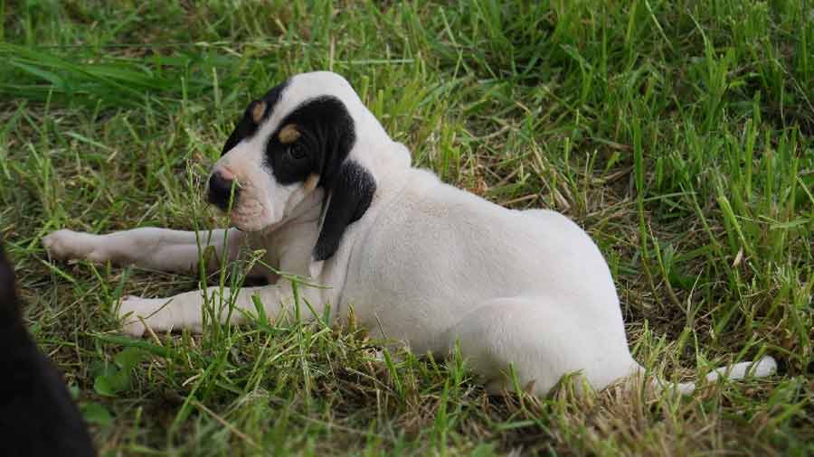 perro bebe Sabueso del Ariege