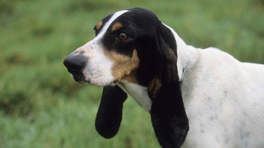 Sabueso del Ariege cachorro