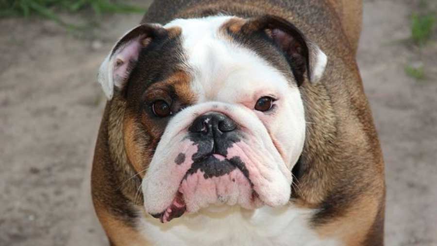 Bulldog Australiano cachorro