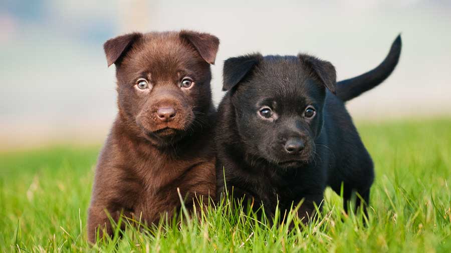 perro bebe Kelpie Australiano