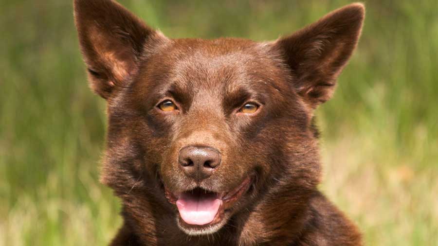 Kelpie Australiano cachorro