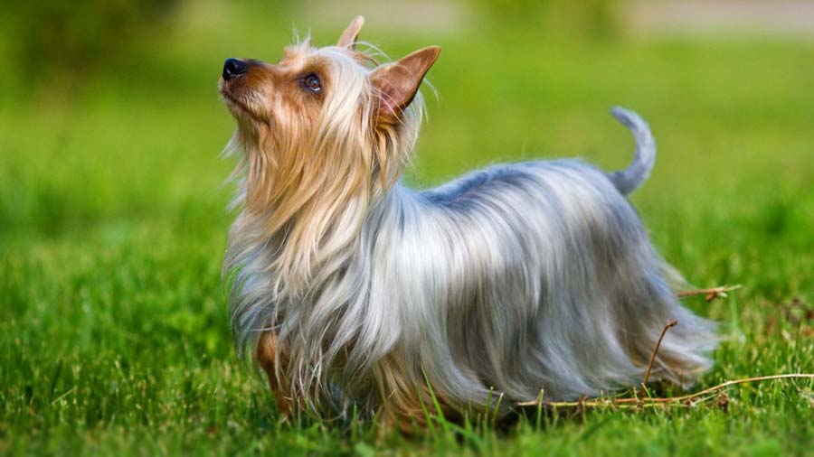 Terrier Sedoso cachorro