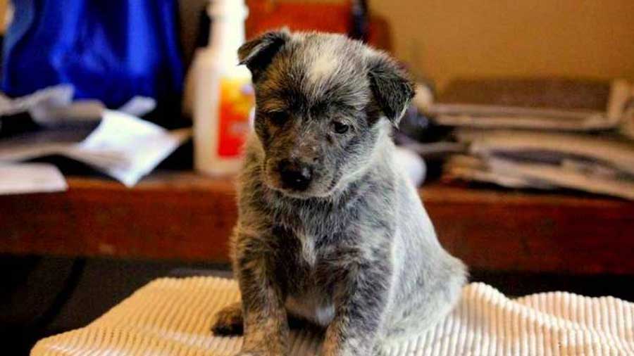 perro bebe Pastor Australiano de Cola Corta