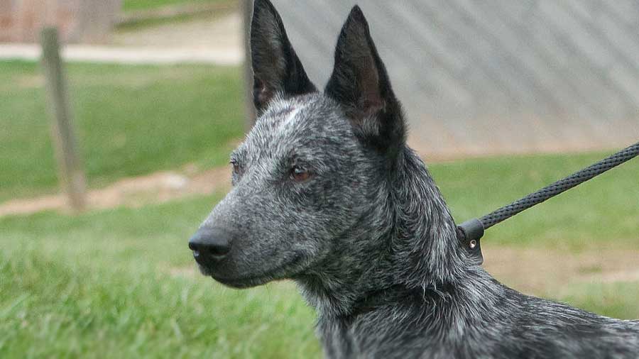 Pastor Australiano de Cola Corta cachorro