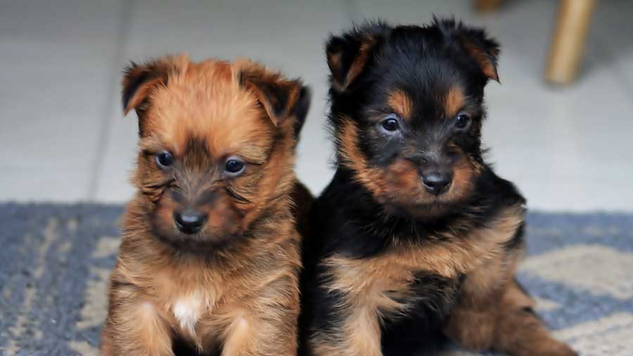 perro bebe Terrier Australiano