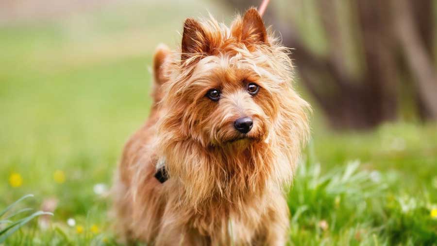 Terrier Australiano cachorro