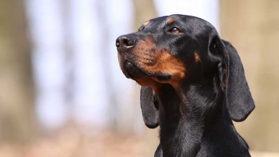 Sabueso Austriaco cachorro