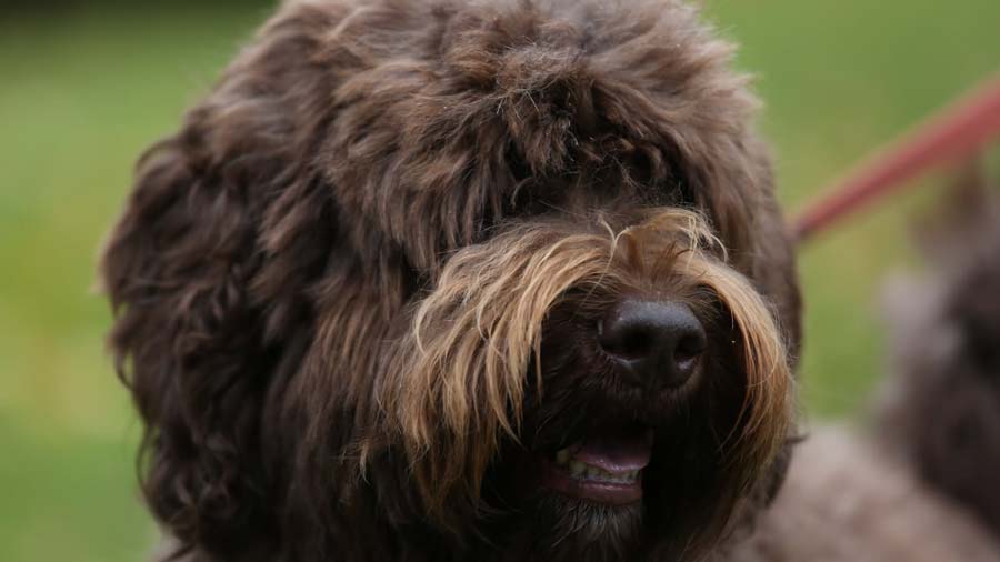 Barbet cachorro