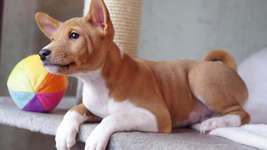 perro bebe Basenji