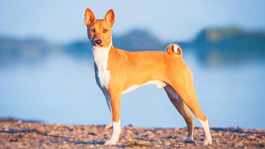 Basenji cachorro